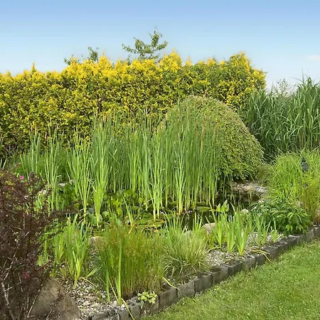 In With Swimming Pool Mscice
